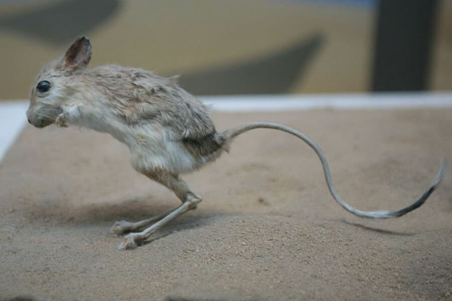 Jerboa