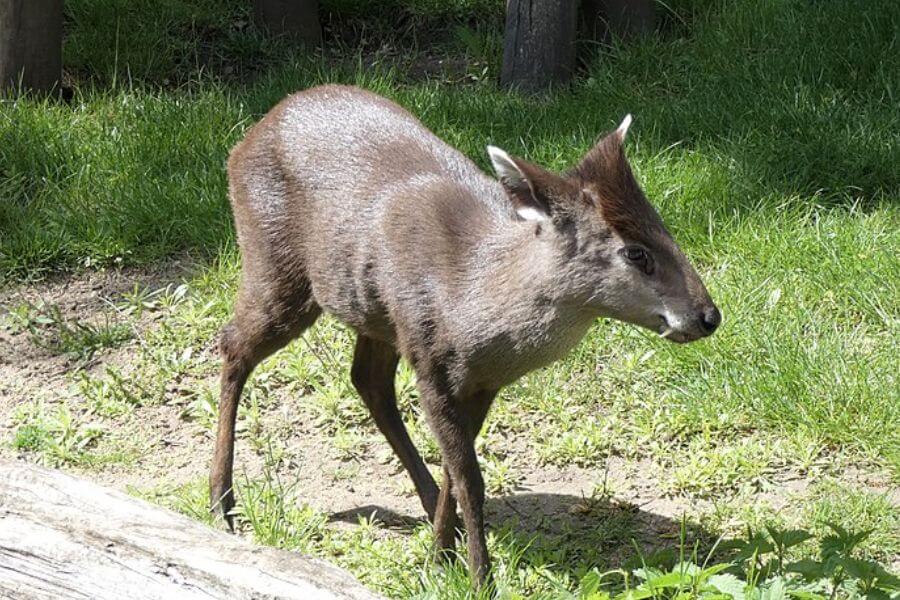 Tufted Deer