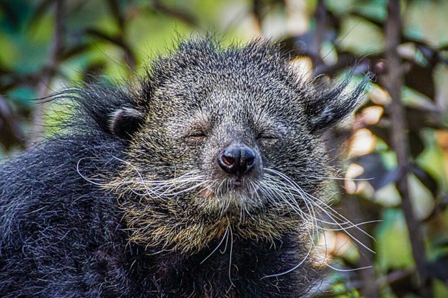 Binturong