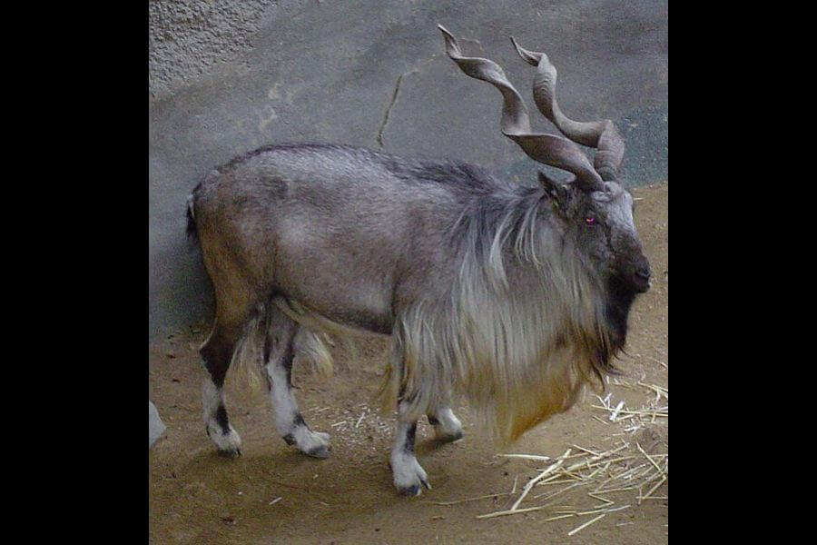 Markhor