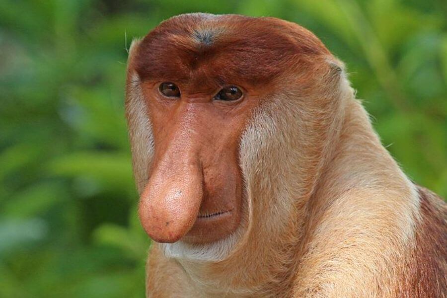 Proboscis Monkey