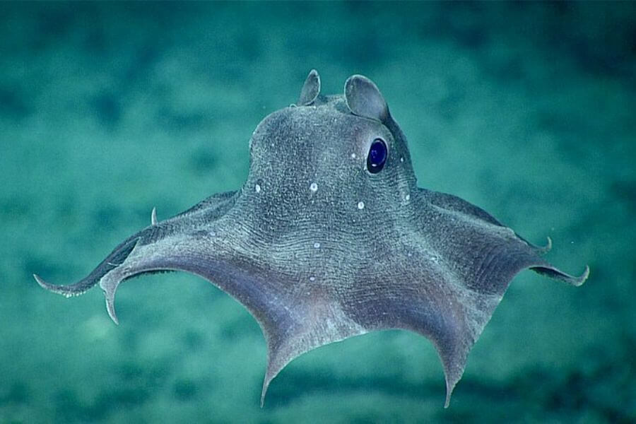 Dumbo Octopus