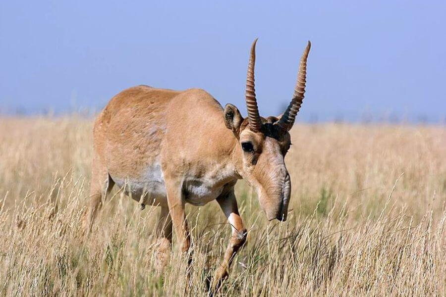 Saiga Antelope