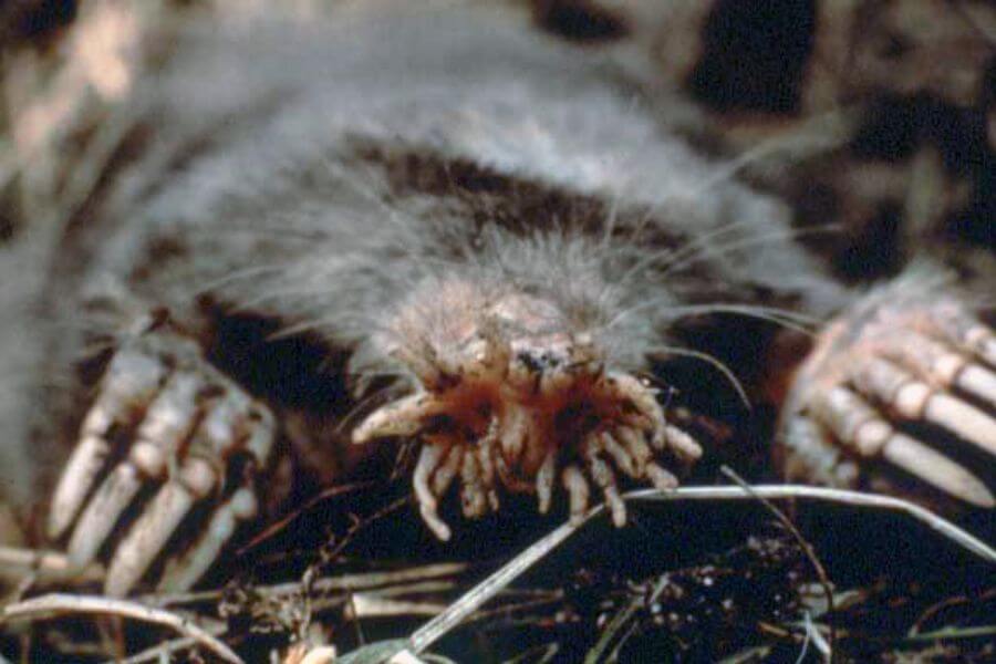 Star-Nosed Mole