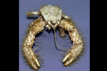 30 Strange Animals You Didn t Know Existed A Beginner s Guide Blossom 30-strange-animals-you-didn-t-know-existed-a-beginner-s-guide-blossom