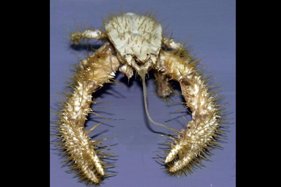 Yeti Crab