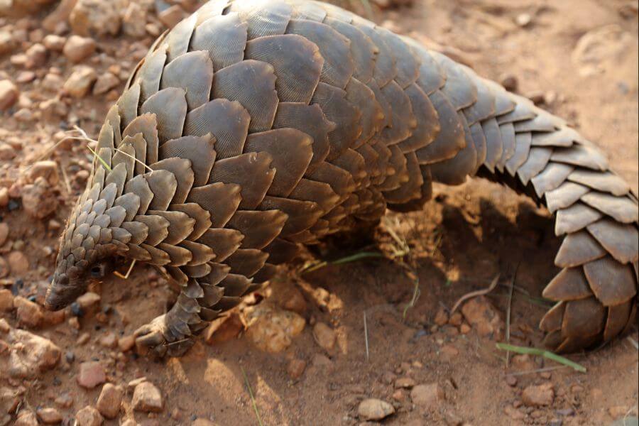 Pangolin