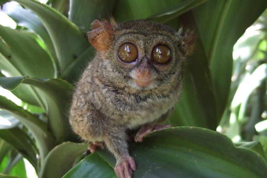 Tarsier