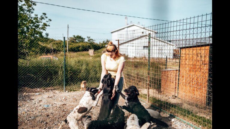 Young adult woman working and playing with dogs in animal shelter.