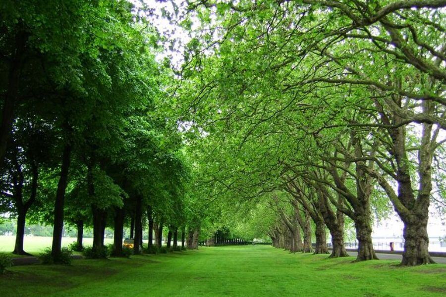 Trees lined up in park 