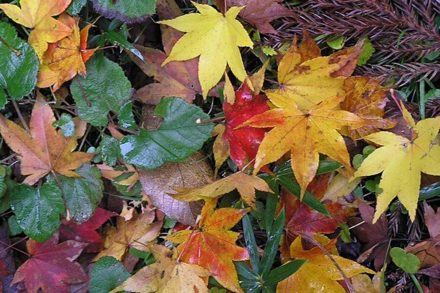 autumn tree leaves 