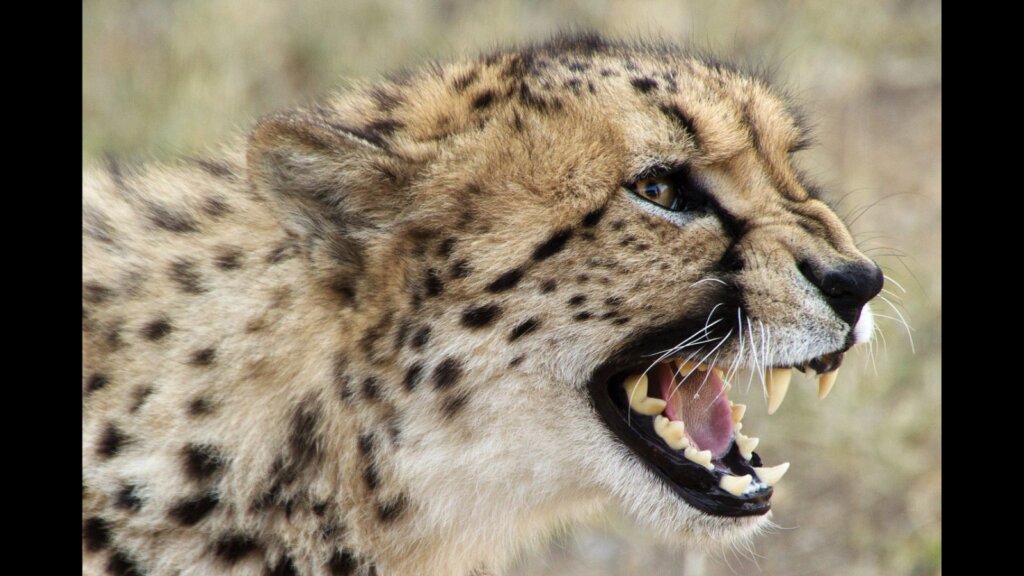 A selective closeup shot of a cheetah with open mouth.