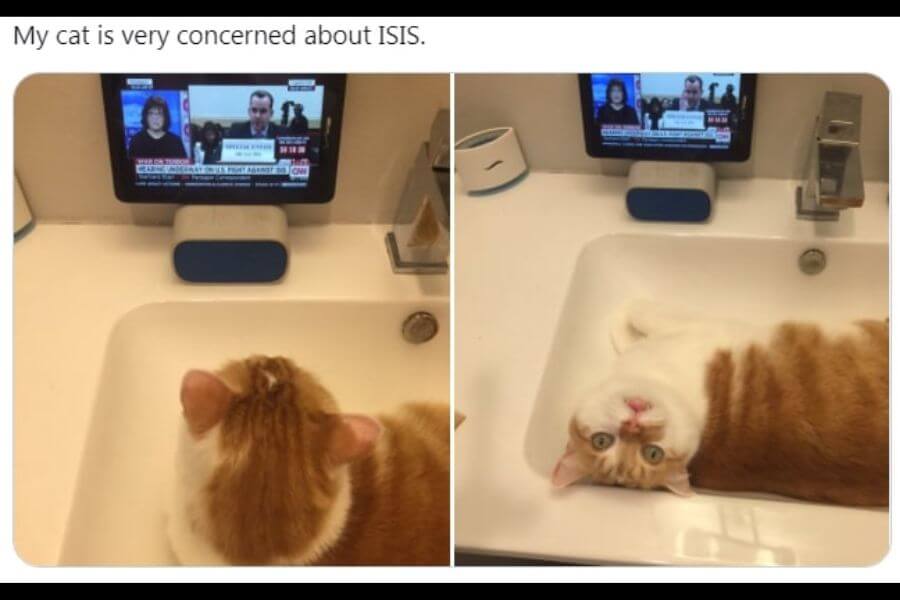 cat watching the news on tv