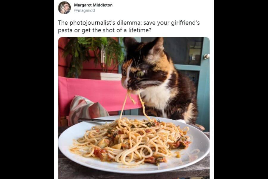 cat eating pasta from a plate