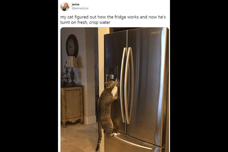 cat drinking water froma fridge