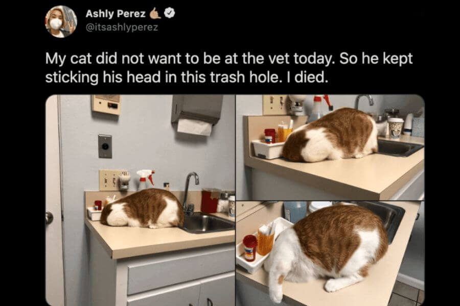 cat at the vet