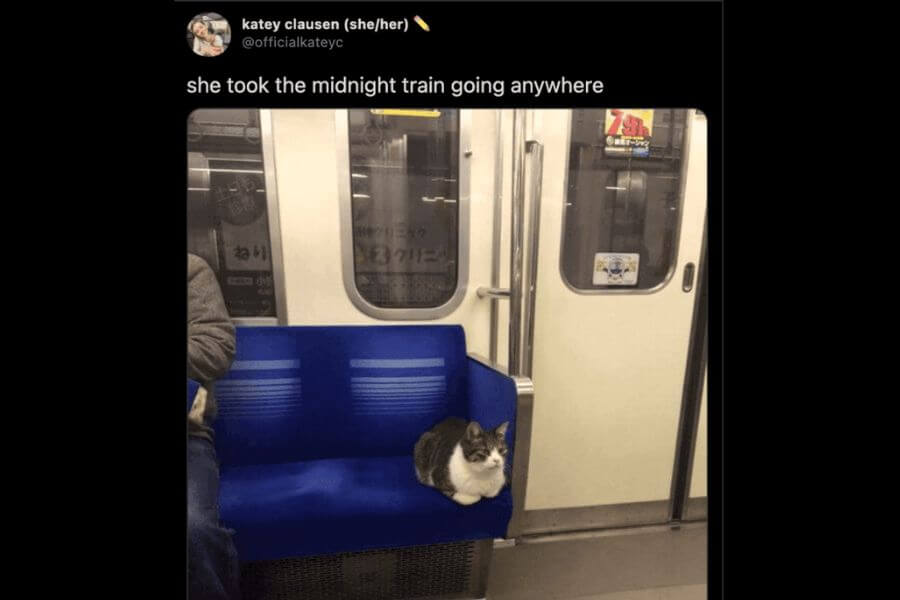 cat sitting on a train