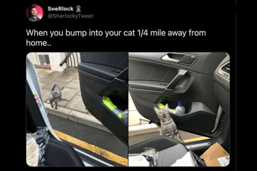 cat in car