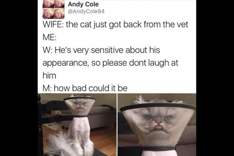 cat with head stuck in plastic cone