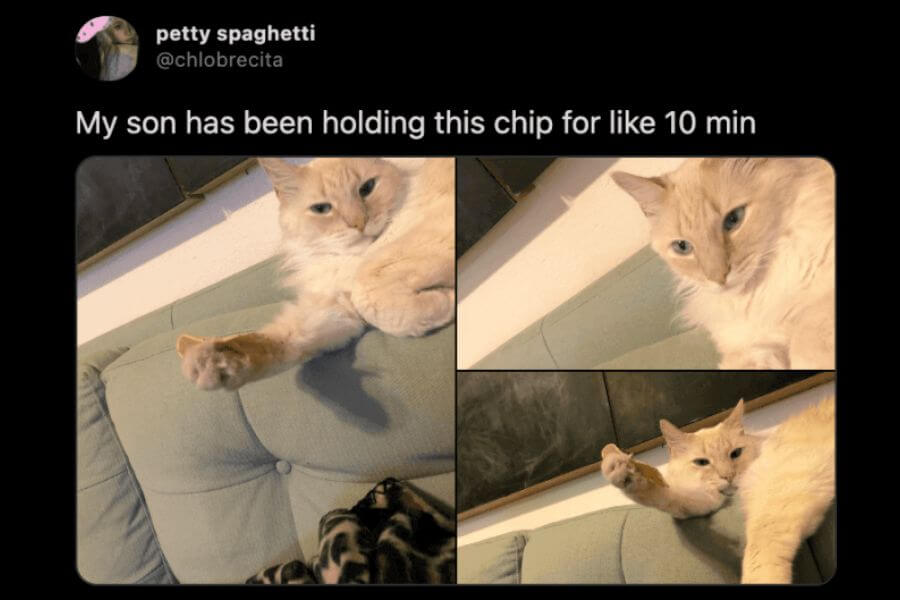 cat eating a chip