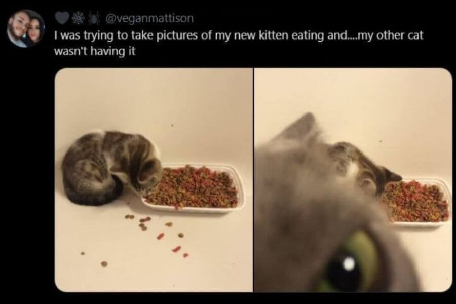 cat eating