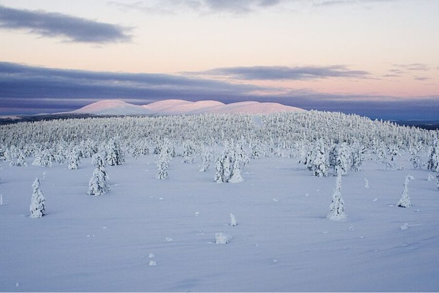 forest covered in snow