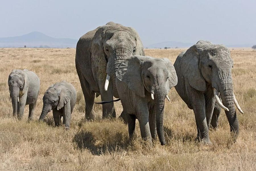 elephants in the savanah