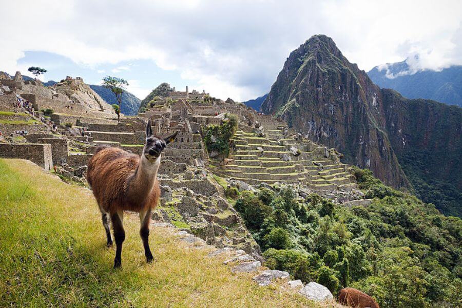 Llama in Machu Picchu