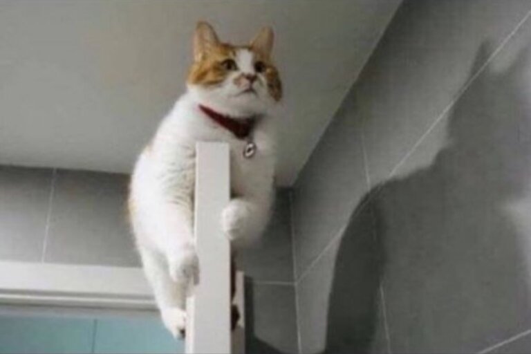 cat hanging from a door