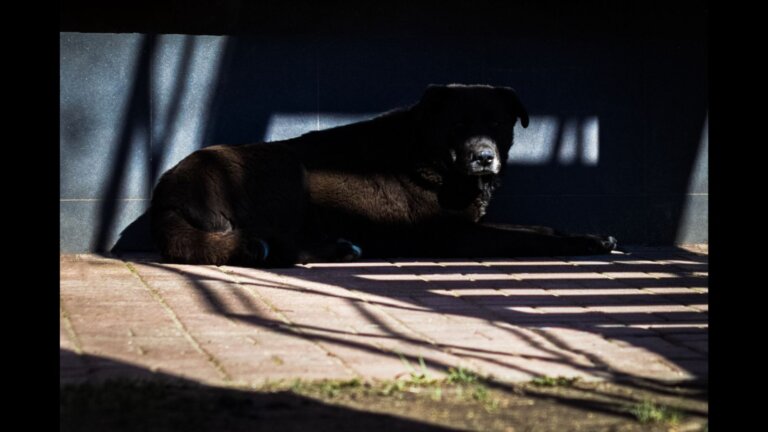 A gigantic dog caged.