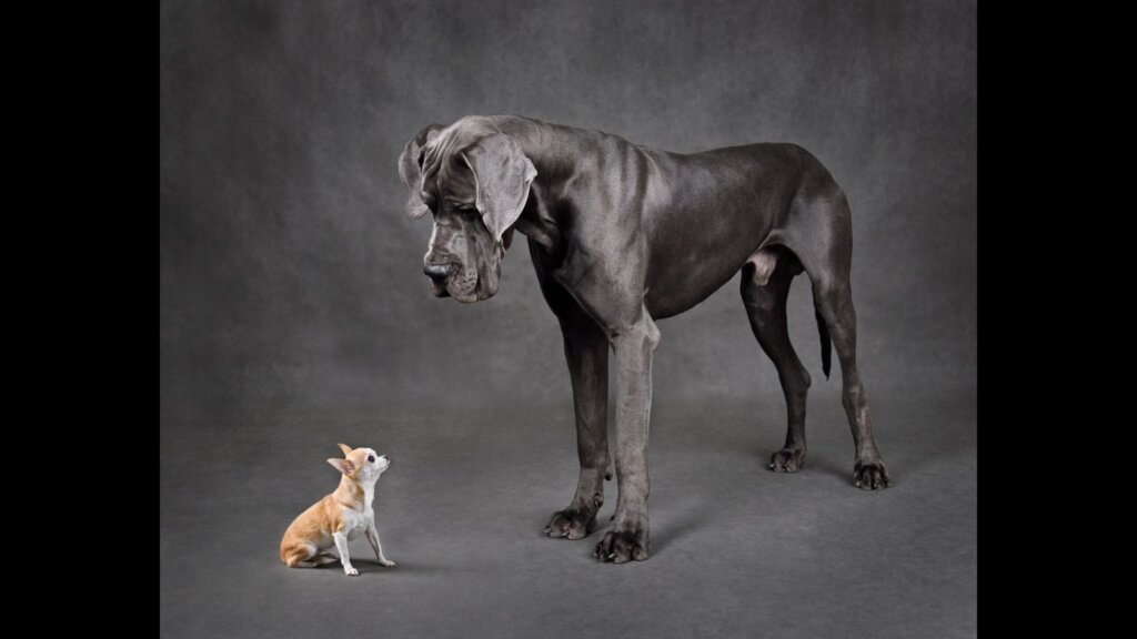 A small dog and a big dog in a gray background