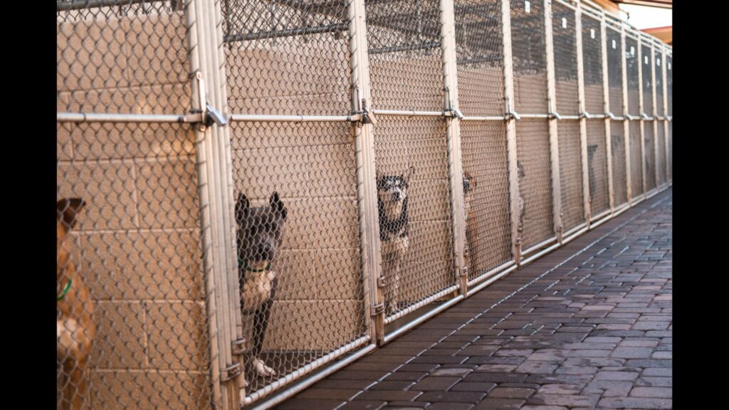 A row of kennels at an animal shelter.