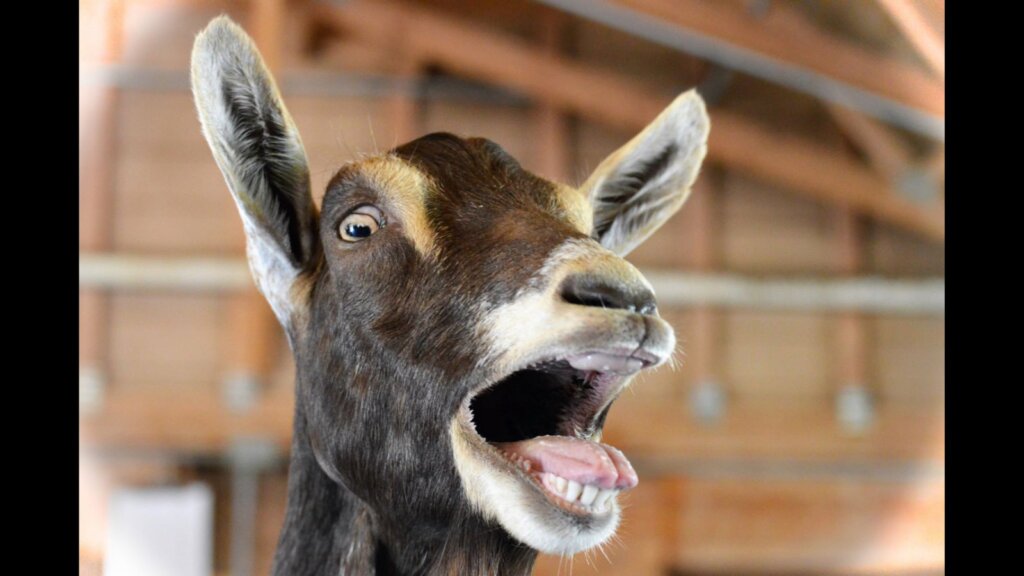 An excited goat at the farm.