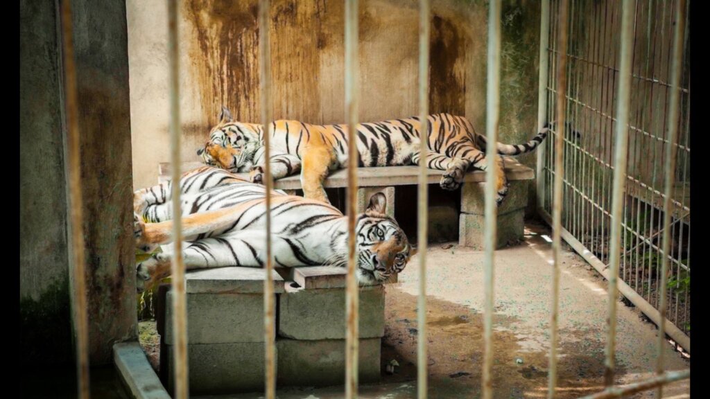 Two Tigers trapped in a cage zoo.