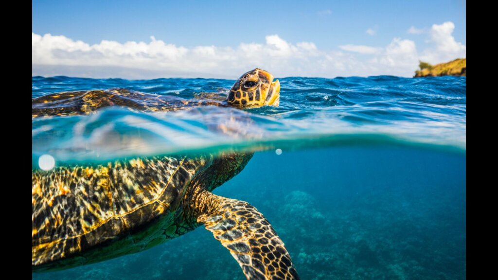 Green sea turtle taking a breath on the surface of the ocean.