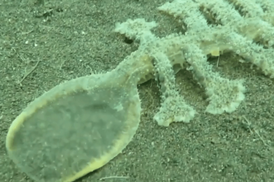 The image shows a peculiar sea creature resembling a flat, spoon-like structure with branching appendages, covered in a textured, moss-like surface, lying on a sandy ocean floor.