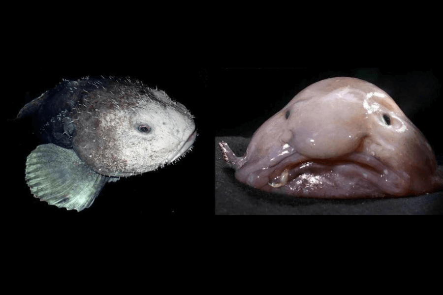 The image shows two views of the blobfish: on the left, a submerged, spiny version with fins and a streamlined body, and on the right, its iconic gelatinous, saggy appearance out of water on land.