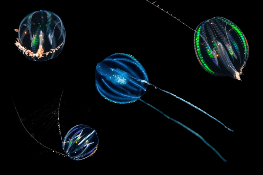 The image shows multiple glowing comb jellies, with translucent, spherical bodies displaying vibrant neon-like colors and delicate cilia that refract light, floating gracefully in the darkness of the deep ocean.