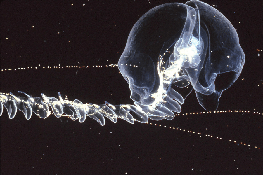 The image shows a mesmerizing deep-sea siphonophore with a long, spiraling, translucent body and glowing bioluminescent lights, ending in a bulbous, jelly-like structure resembling two connected pods, floating in the dark ocean depths.