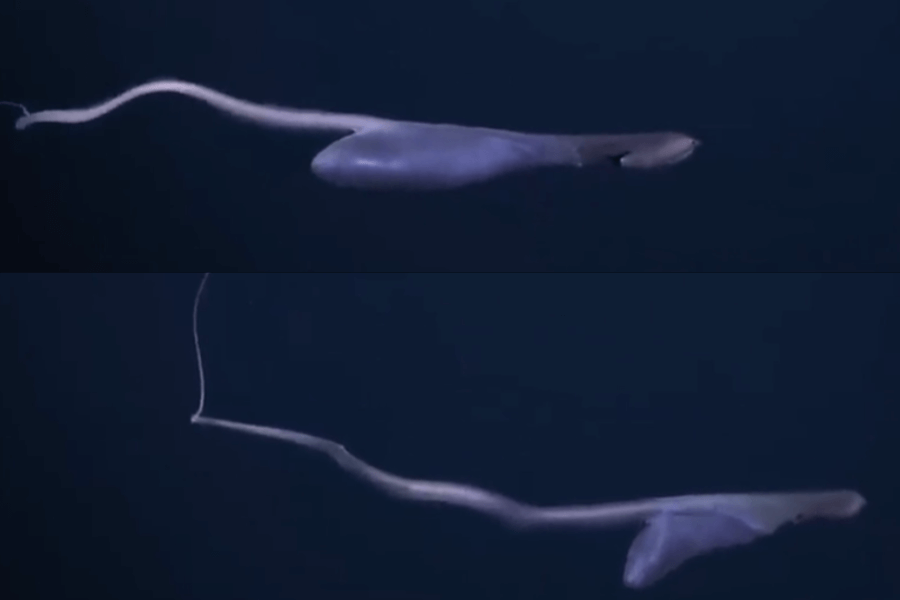 The image shows a long, slender, deep-sea creature with an elongated, whip-like tail and a bulbous, translucent body, gracefully floating in the dark waters of the ocean.