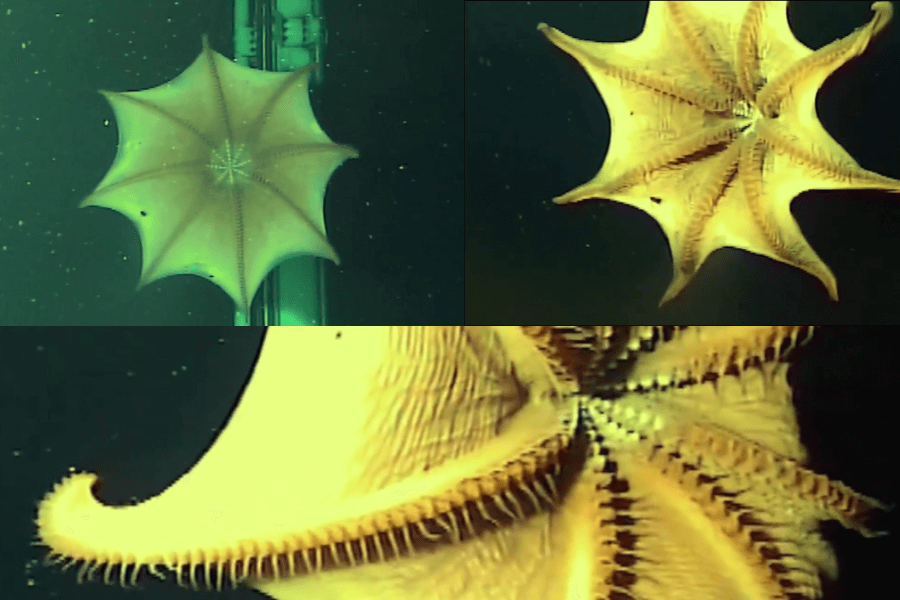 The image shows a unique deep-sea octopus with webbed tentacles forming a star-like shape, viewed from above and close-up, revealing intricate details of its ridged, textured underside and bright yellow coloring.