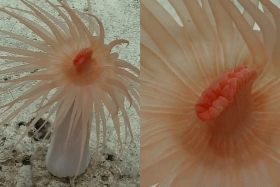 The image shows a pale pink sea anemone with long, flowing tentacles radiating outward and a central, vibrant red, fleshy mouth-like structure, anchored to a sandy seafloor.