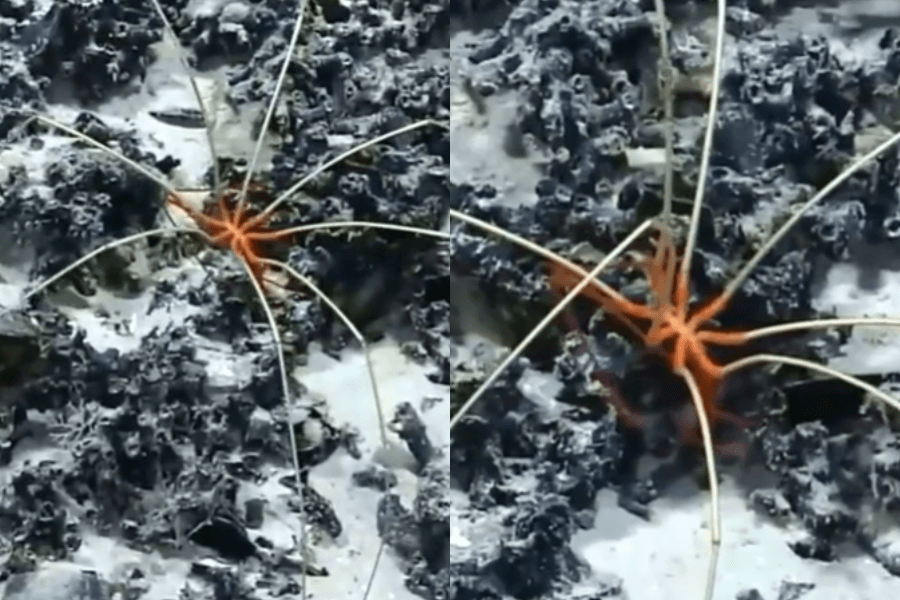 The image shows a bright orange deep-sea spider-like creature with a central body and long, thin, spindly legs stretching out across a rocky, dark seabed.