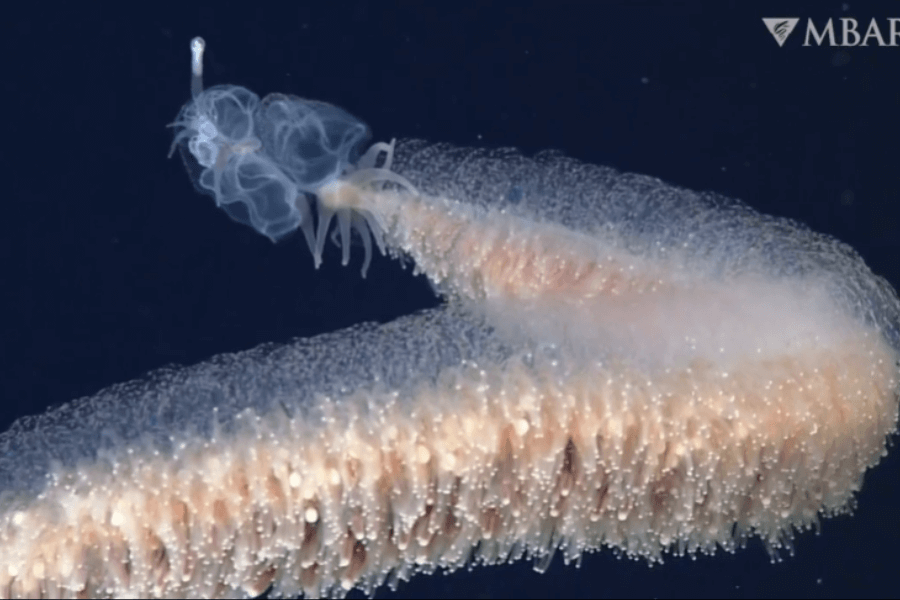 The image shows a mesmerizing, elongated deep-sea siphonophore with a soft, translucent body covered in small, pearl-like clusters and a glowing, intricate head structure floating gracefully in the dark ocean depths.