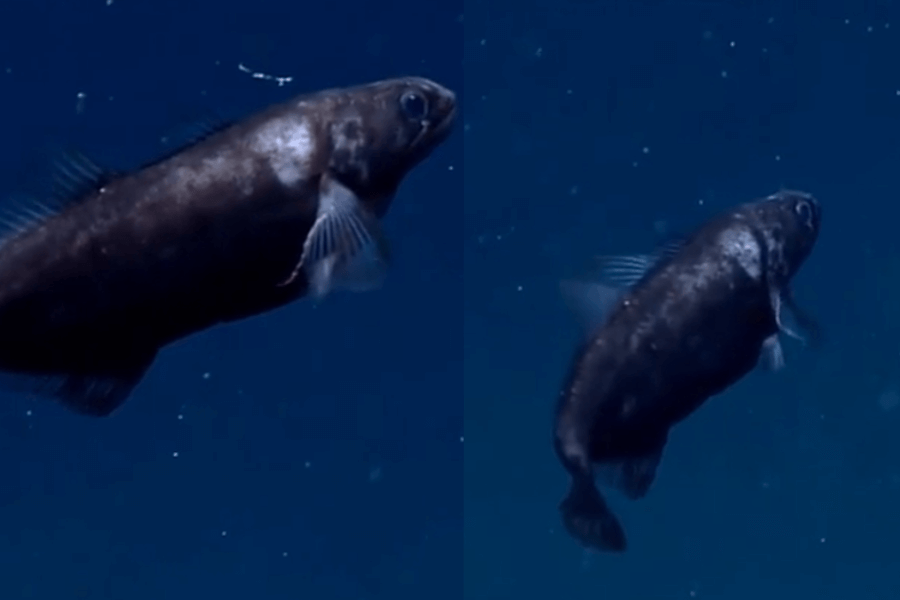 The image shows a dark, torpedo-shaped deep-sea fish with reflective scales, large eyes, and small fins, suspended motionlessly in the dimly lit ocean water.