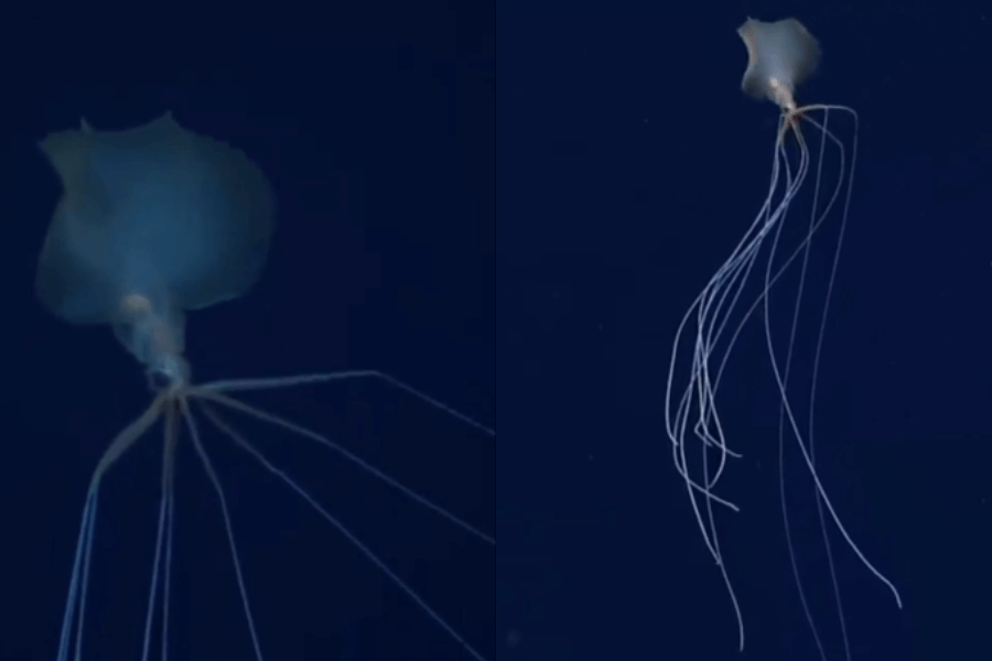 The image shows a deep-sea squid with a bell-shaped, translucent body and long, delicate, trailing tentacles, gracefully floating in the dark, open ocean.