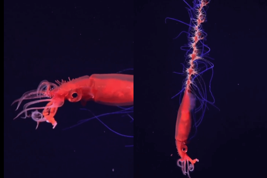 The image shows a vibrant red squid-like creature with long, glowing tentacles extending dramatically, illuminated by bioluminescent blue light against a dark, deep-sea background.