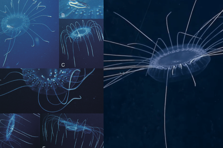 The image shows a translucent, dome-shaped jellyfish with a delicate structure and numerous thin, elongated tentacles radiating outward, captured in various angles against the dark ocean backdrop.