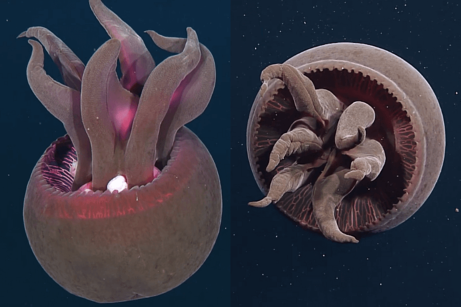 The image shows a deep-sea jellyfish with a bulbous, spherical body and thick, fleshy tentacles extending outward, glowing faintly with red and pink bioluminescence against the dark ocean background.