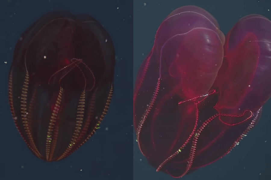 The image shows a vibrant, translucent deep-sea comb jelly with glowing red hues and bioluminescent, ladder-like lines running vertically along its body, creating a mesmerizing display in the dark ocean waters.